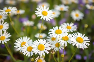 Fototapeta premium Delicate Spring Background with Blooming White Daisies, Sunlight, and Soft Bokeh for Seasonal and Floral Themes