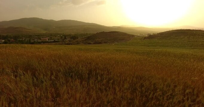 sunset in farm