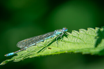 Dragonflies, damselfly patch, a beautiful blue dragonfly sitting on a nettle leaf in the forest...