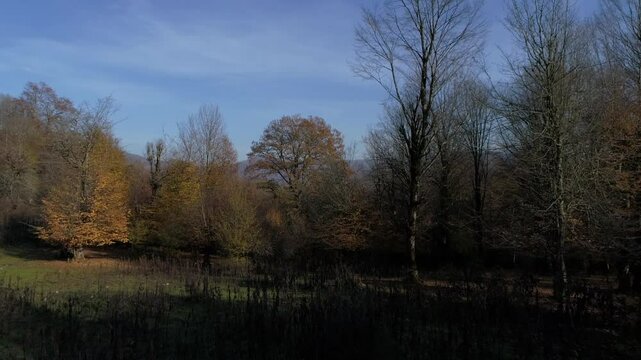 autumn in the forest