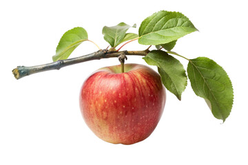 red apple with leaf isolated