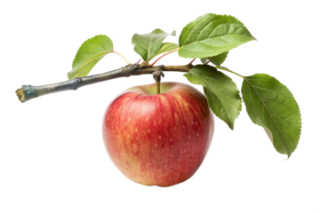 red apple with leaf isolated