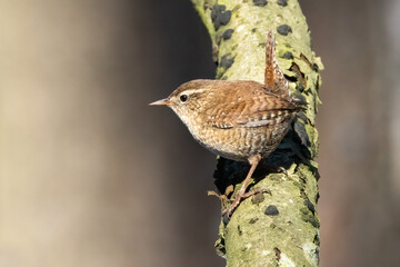 Winter Wren