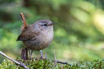 Winter Wren