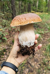 Huge Boletus in my hand. Mushrooms in the fall forest. Boletus