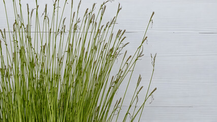 Obraz premium Spring grass background with wooden planks . Spring background. Spring grass. AI generated image, ai.