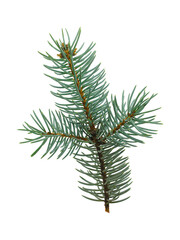 Close-up view of spruce branch displaying its delicate soft needles Branch showcases vibrant green...
