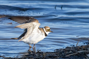 Little Ringed Plover
