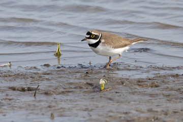 Little Ringed Plover