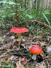 Mushrooms in the fall forest. Fly Agaric