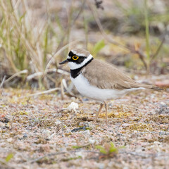 Little Ringed Plover