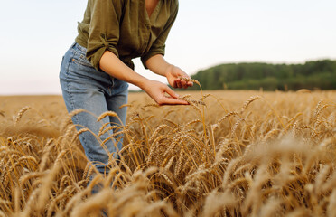 A young female farmer checks the quality of the harvest in a golden wheat field. Close-up of female...