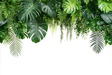 Palm tree leaves, green leaves, white background, Hanging leaves, overhanging leaves