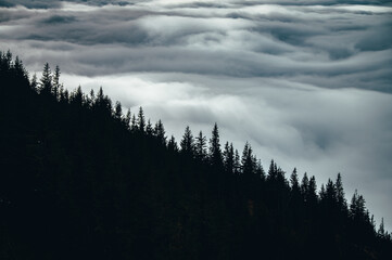 A Silent Autumn Morning Wrapped in the Melancholy of Misty Carpathian Hills