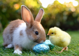 Easter bunny and chick playing with eggs