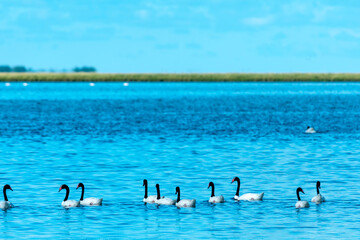 cisne-de-pescoco-preto na trilha do talha-mar