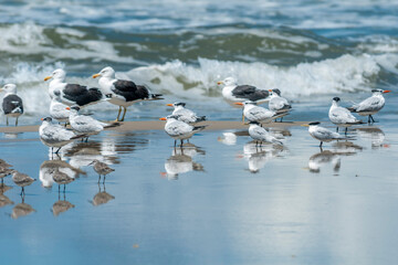 Trinta-réis na Praia do Lagamar