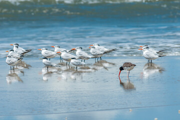 Trinta-r&eacute;is na Praia do Lagamar