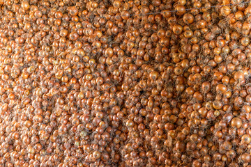 Paiol de cebola