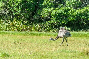 Ema no Parque Nacional da Lagoa do Peixe
