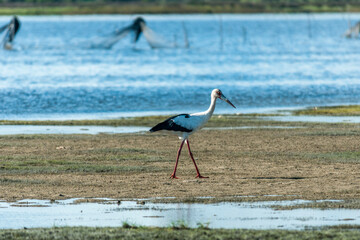 Jo&atilde;o-grande no Parque Nacional da Lagoa do Peixe.