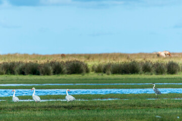 Aves no Parque Nacional da Lagoa do Peixe