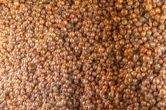 Paiol de cebola