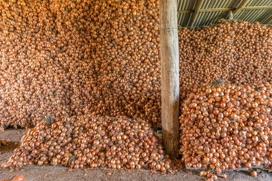 Paiol de cebola