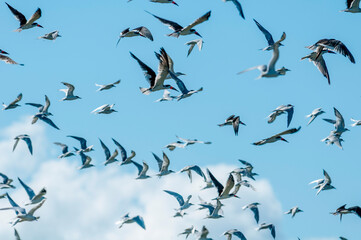 Revoada de aves (talha-mar e trinta-reis), Molhes Leste.de S&atilde;o Jos&eacute; do Norte-RS