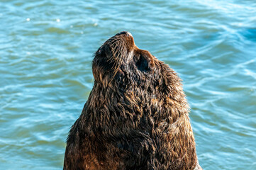 Le&atilde;o-marinho-do-sul (Otaria flavescens), Molhes Leste de S&atilde;o Jos&eacute; do Norte-RS