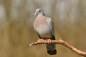 Hohltaube