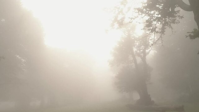 fog in the forest