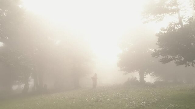 fog in the forest