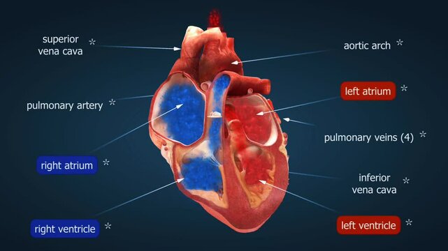  Mechanism of blood circulation in human heart