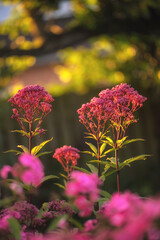 Flowers, closeup and garden with ecology for spring, zen and peace with outdoor morning. Purple Joe Pye weed, landscape and floral nursery for blossom, bush park or calm botanical nature environment