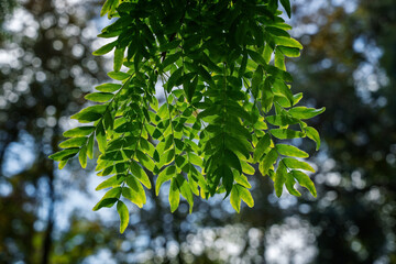 Close-up of bright green Gleditsia triacanthos leaves with dreamy bokeh effect in nature..