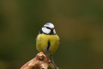 Blaumeise