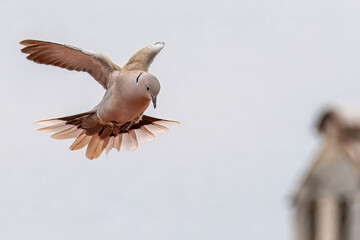 Una tortora dal collare orientale (Streptopelia decaocto) in volo con le ali spiegate, pronta ad...
