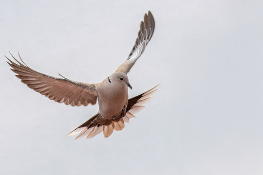 Una tortora dal collare orientale (Streptopelia decaocto) in volo con le ali spiegate, pronta ad atterrare sul tetto di un edificio.