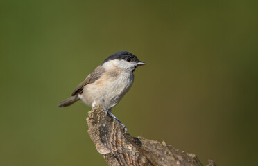 The marsh tit - at a wet forest in autumn