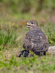 Common Buzzard in autumn at a wet forest