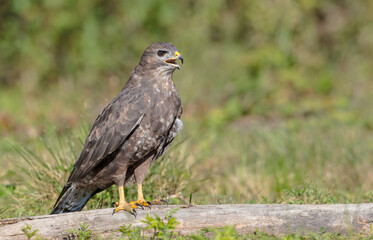 Common Buzzard in autumn at a wet forest