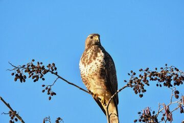 Mäusebussard