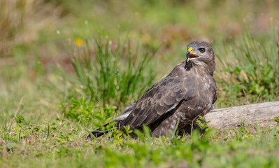 Common Buzzard in autumn at a wet forest