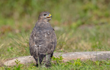 Common Buzzard in autumn at a wet forest