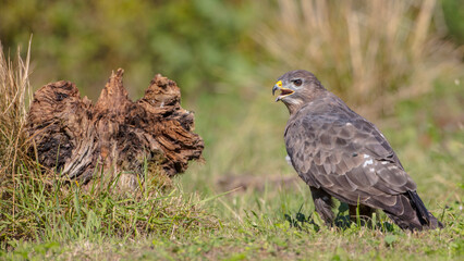 Common Buzzard in autumn at a wet forest