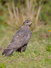Common Buzzard in autumn at a wet forest