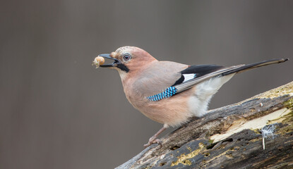 Eurasian Jay - in winter at the wet forest