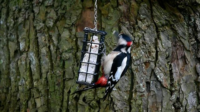 Buntspecht frisst Vogelfutter an einer Linde