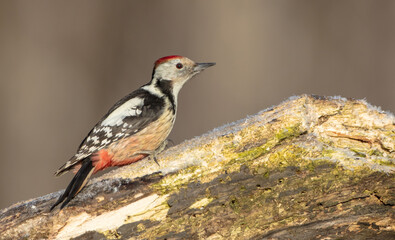 Middle Spotted Woodpecker - in the wet forest in winter